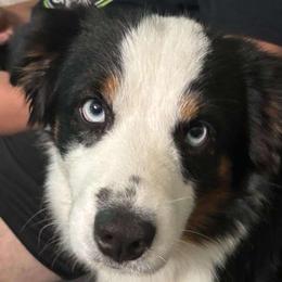 Miniature Australian Shepherds from Ty's Fluff Butt Acres