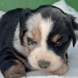 Wynn - Blue merle female Miniature Australian Shepherd puppy in Godley, Texas from Nana and Paws Aussies