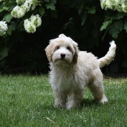 Australian Labradoodle Puppies from Australian Heritage Labradoodles