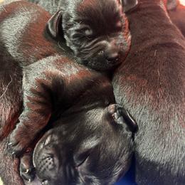 Boy 3 - Black male Labrador Retriever puppy in Lower Burrell, Pennsylvania from Ruckus Family Labs