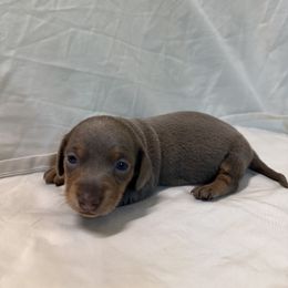 Moonbeam - Fawn (isabella) and tan female Dachshund puppy in Pollok, Texas from Magnolia Kennels