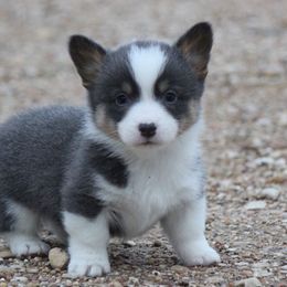 American Corgi, French Bulldog, and Pembroke Welsh Corgi Puppies from Moonstone Corgis & Frenchies