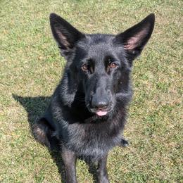 German Shepherd All Grown Up from Von Nikolaos German Shepherds