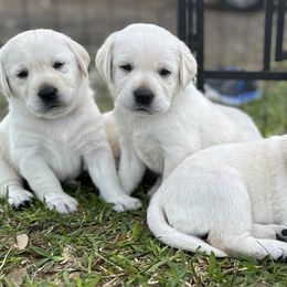 Boy 2 - Labrador Retriever puppy in Taylor, Texas from Faithful Labs