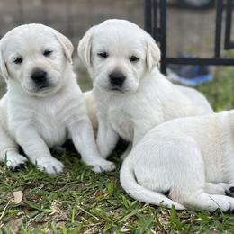 Boy 2 - Labrador Retriever puppy in Taylor, Texas from Faithful Labs