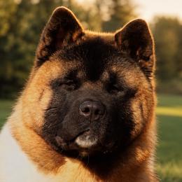 Akita puppies from TLC Akitas