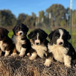 Miniature American Shepherds from Stillwater Ranch Kennel