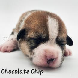 Chocolate Chip - Red male Pembroke Welsh Corgi puppy in Kiowa, Colorado from Cool Water Corgis LLC
