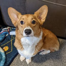 Lady Jessica - Pembroke Welsh Corgi