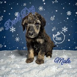 Devil Dog - Sable male Poodle puppy in Pink Hill, North Carolina from Boodle's Standard Poodles