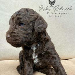 Sunny - Red male Aussiedoodle puppy in Colorado Springs, Colorado from Pesky Redneck Mini Ranch