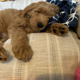 Goldendoodle Puppies from Mini Goldendoodles of New England