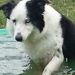 Border Collies from Canine Corner