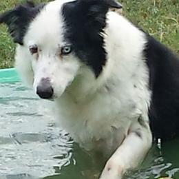 Border Collies from Canine Corner