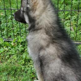 Siberian Husky Puppies from Evereve Kennels