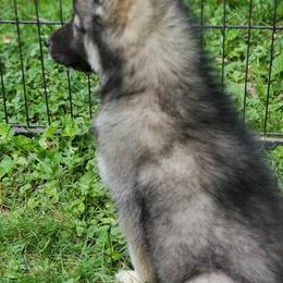 Siberian Husky Puppies from Evereve Kennels