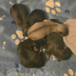Boy 1 - Chocolate male Cavapoo puppy in Medina, Ohio from Momma's Mastiffs
