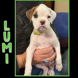 LUMI - White female Boxer puppy in Murray, Utah from JoyStarr Boxers