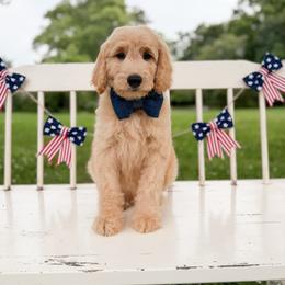 Rebel - Apricot male Goldendoodle puppy in Ooltewah, Tennessee from Allison Family Doodles