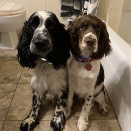 English Springer Spaniel Puppies from Indian Creek Springers
