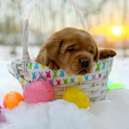 Peri - Yellow male Labrador Retriever puppy in Isle, Minnesota from Dog Ear Outfitters