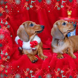 Dachshund Puppies from Army of Dachshunds