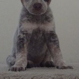 Australian Cattle Dogs from Fox Heelers