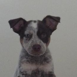 Australian Cattle Dogs from Fox Heelers