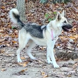 Snowball - German Shepherd