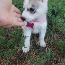 German Shepherd and Siberian Husky Puppies from Sininger Lagoon