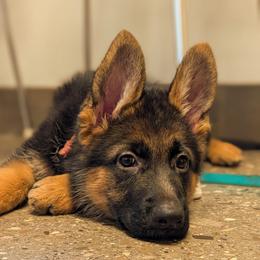 Clover Vom Legacy - Black and red female German Shepherd puppy in Kingsley, Michigan from Legacy German Shepherds