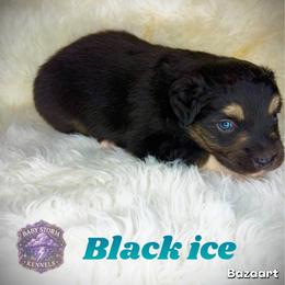 Black ice - Black tri male Miniature Australian Shepherd puppy in Lubbock, Texas from Baby Storm Kennels