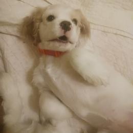 Sloane - Blue roan and tan female Cocker Spaniel puppy in New York, New York from Donna Vaughn