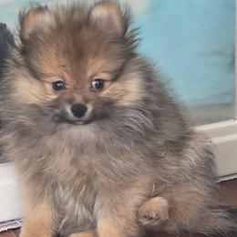 Augie - Orange sable male Pomeranian puppy in El Centro, California from BabyBooPoms