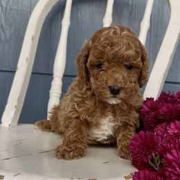 Ellie - Red female Cavapoo puppy in Manheim, Pennsylvania from Paige Haldeman's Cavapoos and Shichons