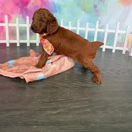 AKC-Milo - Red  male Poodle puppy in Cape Coral, Florida from Ruby the poodle