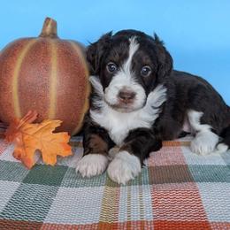 Cornbread - Brown and white female Aussiedoodle puppy in Lake Bronson, Minnesota from Jupiter Doodles