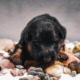 Malachite - Black and red male German Shepherd puppy in Windsor, South Carolina from Sinister Shepherds