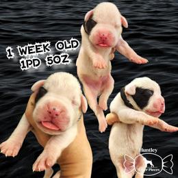 MR BLACK - White male Boxer puppy in Deland, Florida from Huntley Boxer Pieces