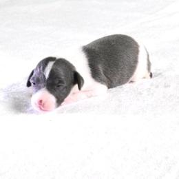 Yara Female 2 - Blue female Italian Greyhound puppy in Sparta Tn And Caryville Fl, Tennessee from Summerwind Kennel