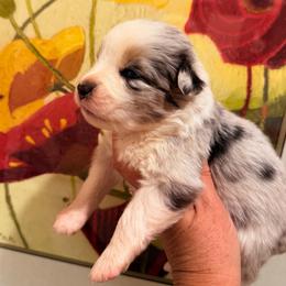 Justice - Blue merle male Miniature Australian Shepherd puppy in Taylor, Arizona from Holy Ghost Ranch, Inc