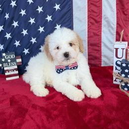 Mike - Yellow and white male Bernedoodle puppy in Cartersville, Georgia from Simply Blessed Doodles