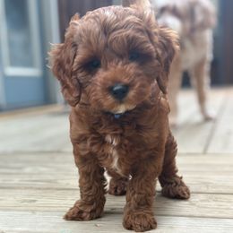 Canyon - Red  male Goldendoodle puppy in Florence, South Carolina from Candy Doodles