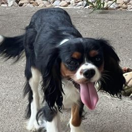 Max - Cavalier King Charles Spaniel