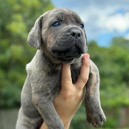 Cane Corso Puppies from TrinityForce Cane Corso