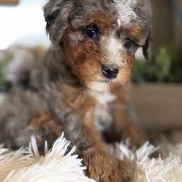 Chanelle lavender collar - Blue merle female Bernedoodle puppy in Saint Francis, Kansas from Land of Oz Doodles