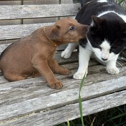 Irish Terrier and Scottish Terrier Puppies from Avonlea Terriers