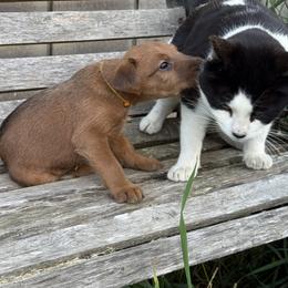 Irish Terrier and Scottish Terrier Puppies from Avonlea Terriers