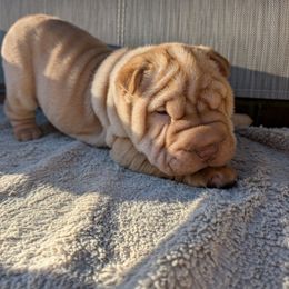 Goldie - Apricot dilute female Chinese Shar-Pei puppy in Autryville, North Carolina from T&D'S Razen Wrinkles Shar-pei