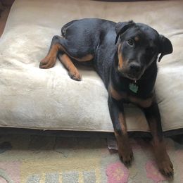 Rottweiler Puppies from Linda Sprouse